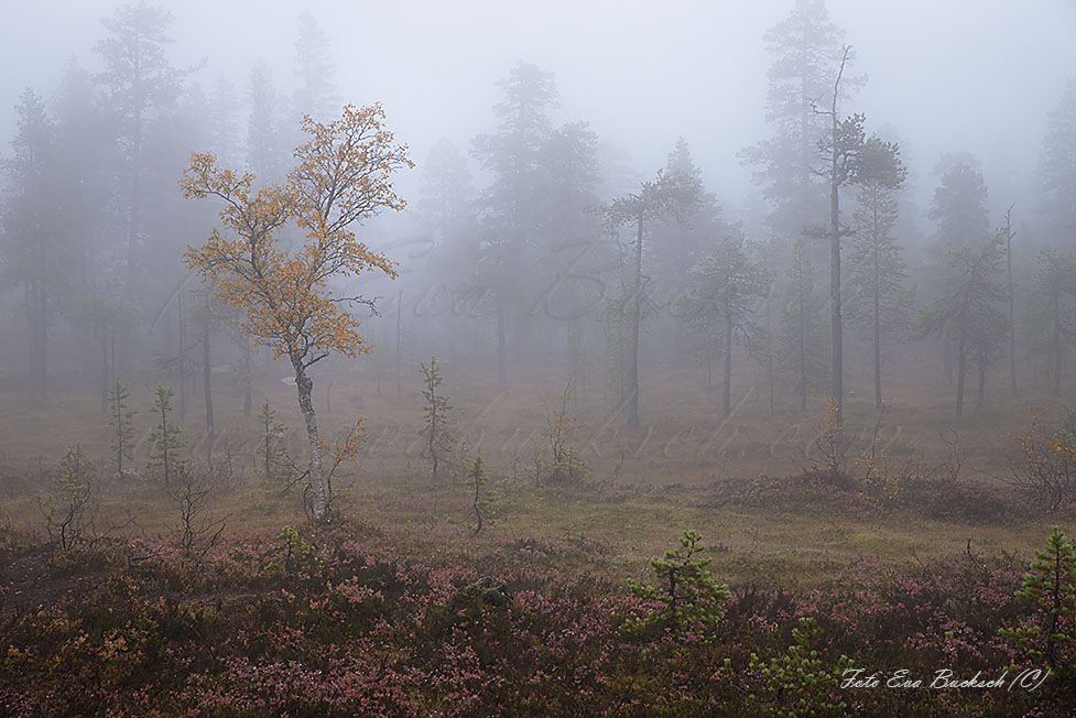 Foto av Eva Bucksch